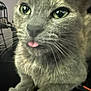 adorable, animal_face, cat, close_up, cute, domestic_animal, feline, funny_expression, fur, gray_cat, green_eyes, indoor, looking_at_camera, mammal, paws, pet, playful, resting, tongue_out, whiskers