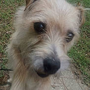 King Lance joined the competition — help win amazing prizes! animal, canine, close_up, curious, daylight, dog, ears, face, fur, grass, ground, muzzle, nature, nose, outdoor, path, pet, portrait, scruffy, whiskers