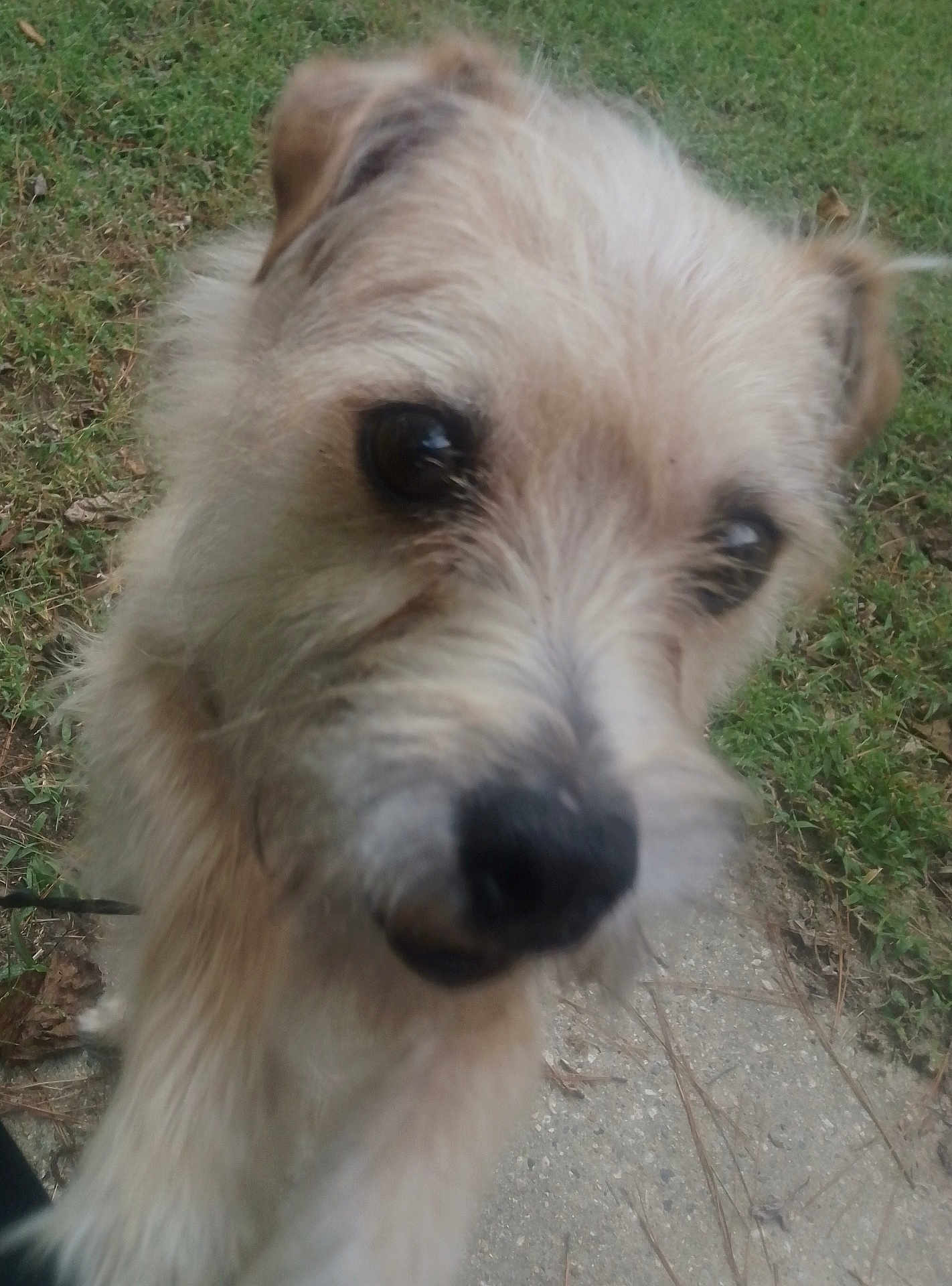 King Lance joined the competition — help win amazing prizes! animal, canine, close_up, curious, daylight, dog, ears, face, fur, grass, ground, muzzle, nature, nose, outdoor, path, pet, portrait, scruffy, whiskers