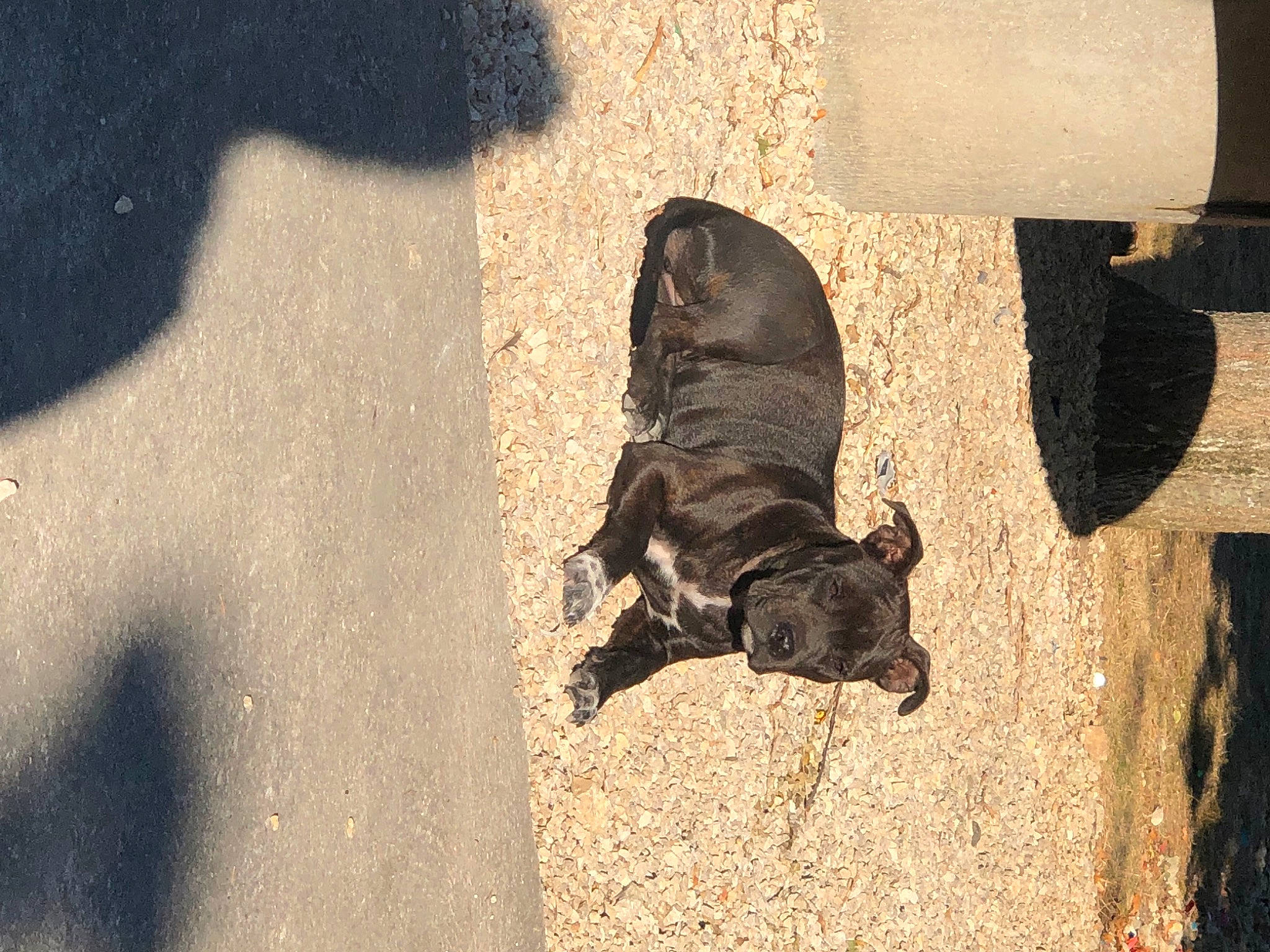 Tina a rejoint le concours — aidez-le/la à gagner de superbes lots ! asphalt, carnivore, companion_dog, concrete, dog, dog_breed, fawn, fur, guard_dog, leash, pet_supply, road_surface, shadow, soil, street_dog, tail, tar, terrestrial_animal, tints_and_shades, working_animal