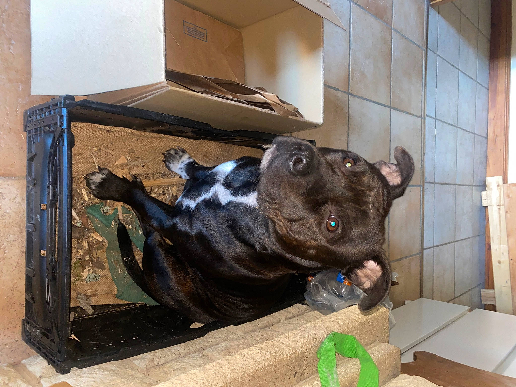 Tina a rejoint le concours — aidez-le/la à gagner de superbes lots ! art, bovine, box, canidae, carnivore, companion_dog, dog_breed, fawn, felidae, fur, indian_rhinoceros, sculpture, sporting_group, suidae, table, tail, terrestrial_animal, whiskers, wood, working_animal