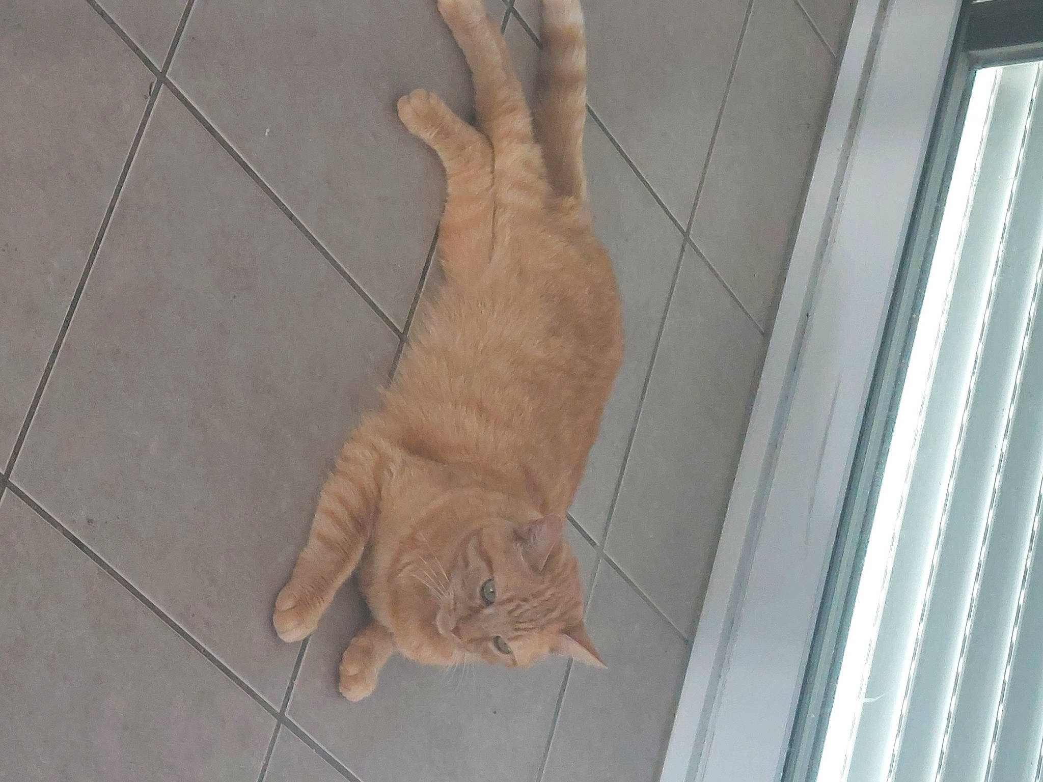 Kevin a rejoint le concours — aidez-le/la à gagner de superbes lots ! carnivore, cat, companion_dog, dog_breed, domestic_short_haired_cat, fawn, felidae, floor, flooring, fur, hardwood, human_leg, paw, plywood, small_to_medium_sized_cats, tail, terrestrial_animal, whiskers, wood, wood_stain