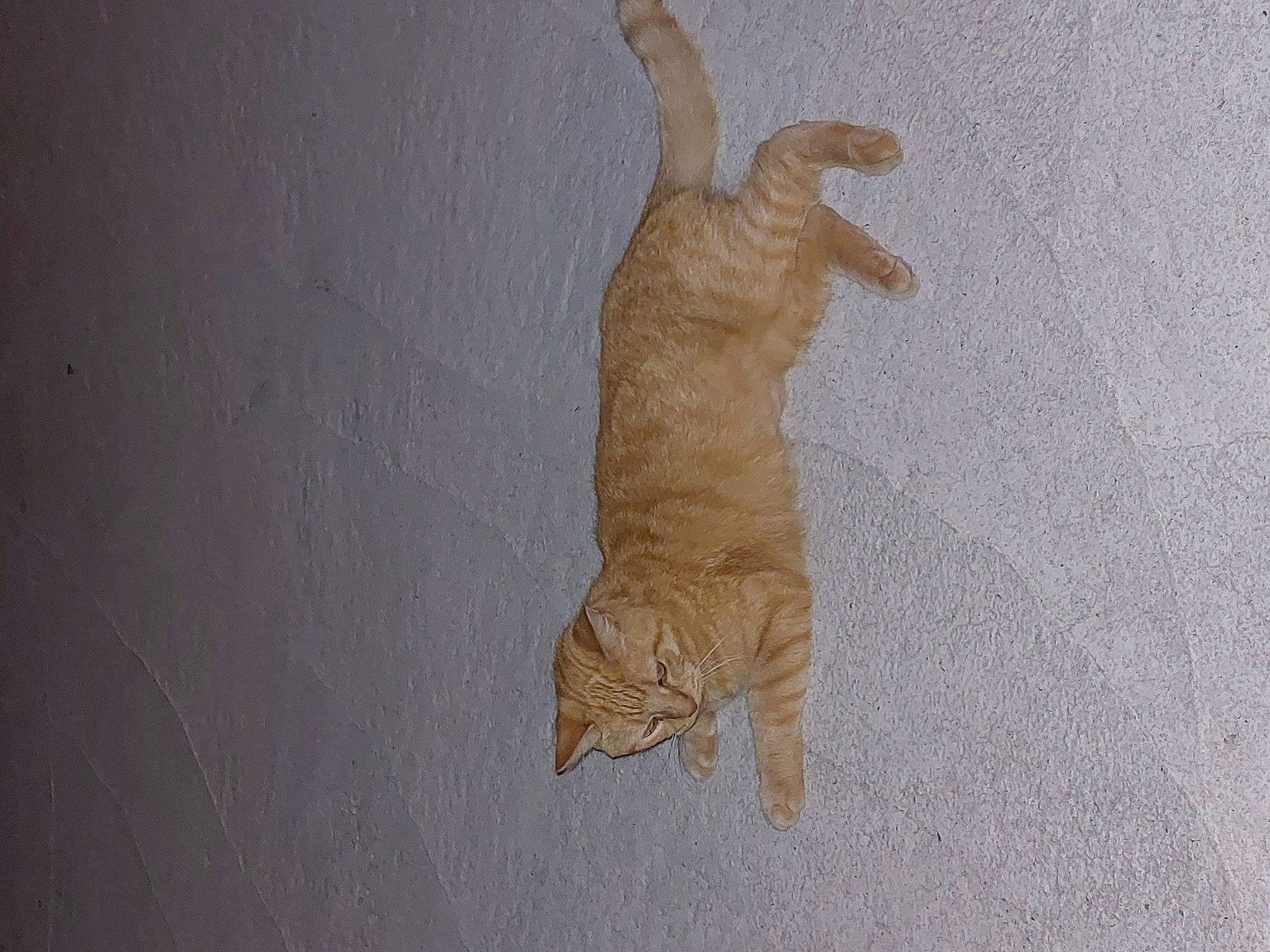 Kevin participe au concours pour gagner de l'argent avec cette photo : art, canidae, carnivore, cat, domestic_short_haired_cat, fawn, felidae, flooring, fur, gesture, hardwood, paw, reptile, shadow, small_to_medium_sized_cats, snout, tail, terrestrial_animal, whiskers, wood