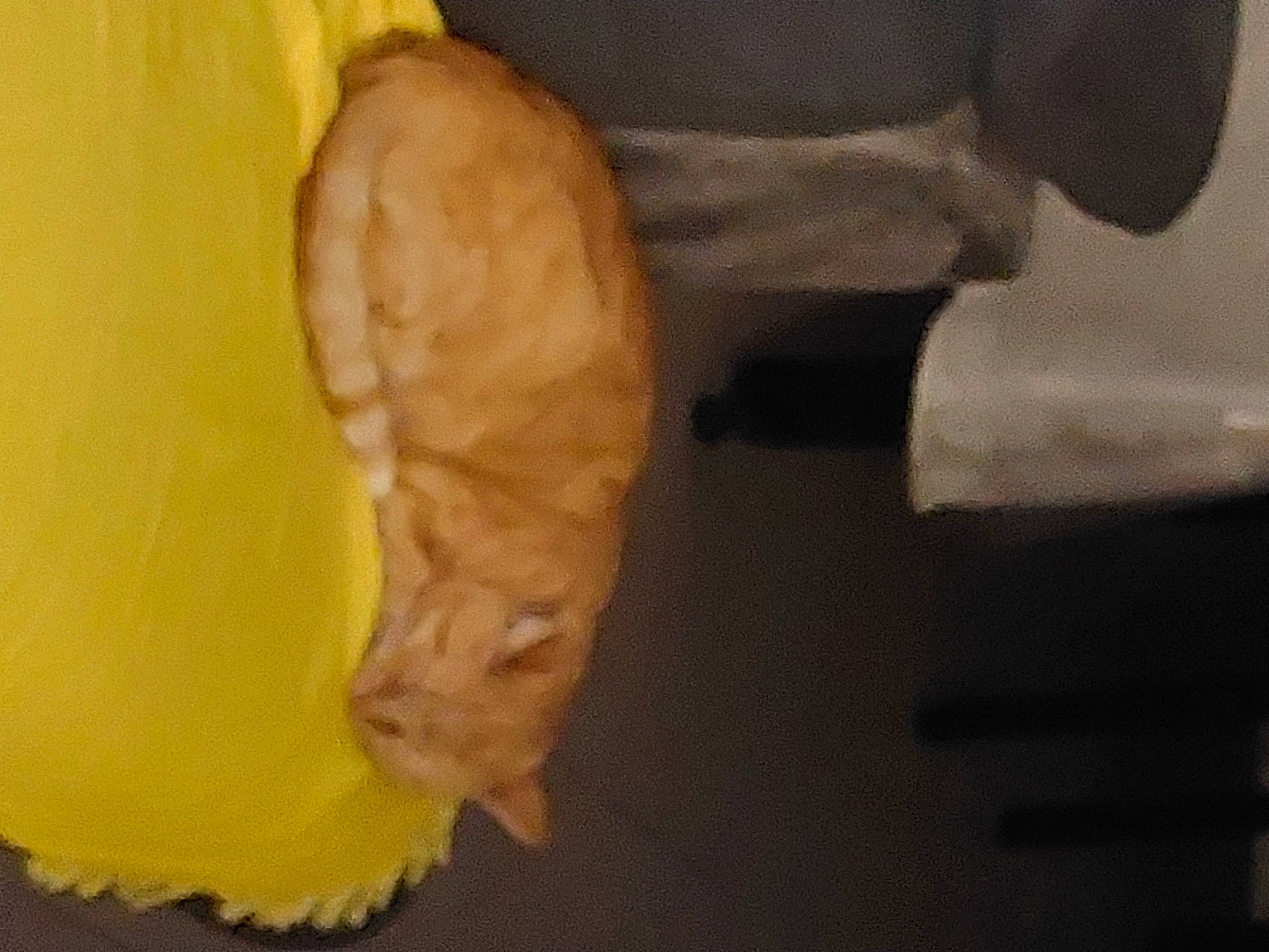 Kevin participe au concours pour gagner de l'argent avec cette photo : abdomen, bone, foot, fur, gesture, hardwood, human_leg, knee, paw, shadow, sporting_group, tail, wood, wrist