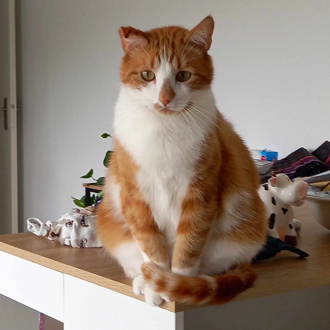 Dormeur participe au concours pour gagner de l'argent avec cette photo : animal, cat, ceramic_cow, cute, domestic, ears, eyes, feline, fur, household, indoor, orange, pet, plant, sitting, table, tail, whiskers, white, wooden_surface