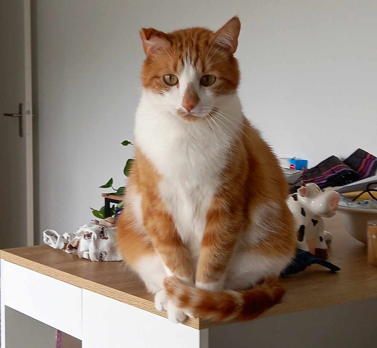 Dormeur participe au concours pour gagner de l'argent avec cette photo : cat, orange, white, feline, pet, animal, table, indoor, household, ceramic_cow, plant, wooden_surface, domestic, cute, sitting, fur, whiskers, tail, eyes, ears