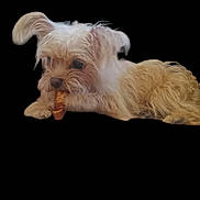 Chloe joined the competition — help win amazing prizes! adorable, animal, black_background, brown_fur, canine, chewing, companion, cute, dog, domestic_animal, ears, fluffy_fur, isolated, lying_down, pet, playful, small_dog, snout, treat, white_fur