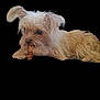 adorable, animal, black_background, brown_fur, canine, chewing, companion, cute, dog, domestic_animal, ears, fluffy_fur, isolated, lying_down, pet, playful, small_dog, snout, treat, white_fur