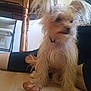 Chloe is registered to the contest to win money with this photo: black_clothing, blurry, chair, chew_toy, dog, domestic_animal, floor, fur, furniture, household, indoor, legs, outlet, person, pet, small_dog, table, toy, wall, wooden_floor