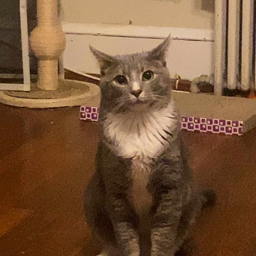 Tobi is registered to the contest to win money with this photo: animal, cat, curious, cute, domestic_animal, ears, feline, floor, fur, gray_cat, household, indoor, mammal, pet, scratching_post, sitting, whiskers, white_chest, white_paws, wooden_floor