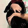 Péper a rejoint le concours — aidez-le/la à gagner de superbes lots ! animal, avocado_pattern, black_cat, black_fur, bow_tie, cat, cute, domestic_animal, feline, hands, holding, indoor, looking_at_camera, pajamas, person, pet, portrait, standing, whiskers, wide_eyes