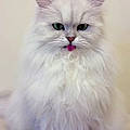 Mirabelle C.