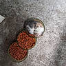 animal, cat, closeup, concrete_floor, cozy, curled_up, cute, dry_food, food_bowl, fur, gray_white_fur, indoor, kitten, orange_food, peaceful, pet, quiet, resting, sleeping, small