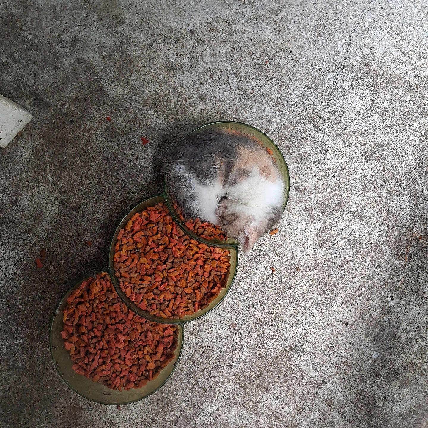 Bootsie