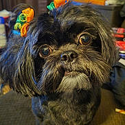 Boo joined the competition — help win amazing prizes! adorable, animal, black_fur, brown_eyes, close_up, companion, cute, dog, domestic, face, fluffy, furniture, hair_clips, home, indoor, looking_up, pet, portrait, shaggy_fur, small_dog