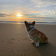 Murphy participe au concours pour gagner de l'argent avec cette photo : dog, corgi, beach, sunset, sand, ocean, sky, clouds, waves, animal, pet, sunlight, outdoor, nature, water, collar, silhouette, pawprints, relaxing, scenic
