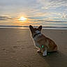 dog, corgi, beach, sunset, sand, ocean, sky, clouds, waves, animal, pet, sunlight, outdoor, nature, water, collar, silhouette, pawprints, relaxing, scenic