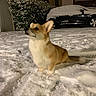 dog, corgi, snow, night, car, snow_covered_car, bushes, frost, outdoor, pet, animal, winter, fur, attentive, sitting, cold, quiet, street, vehicle, canine