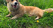 Murphy participe au concours pour gagner de l'argent avec cette photo : animal, canine, clouds, corgi, dog, ears, field, fur, grass, greenery, happy, nature, outdoor, pet, puppy, sky, smiling, sunlight, tail, trees