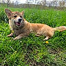 Murphy participe au concours pour gagner de l'argent avec cette photo : dog, corgi, puppy, grass, field, outdoor, nature, greenery, happy, smiling, animal, pet, canine, fur, ears, tail, sky, clouds, trees, sunlight