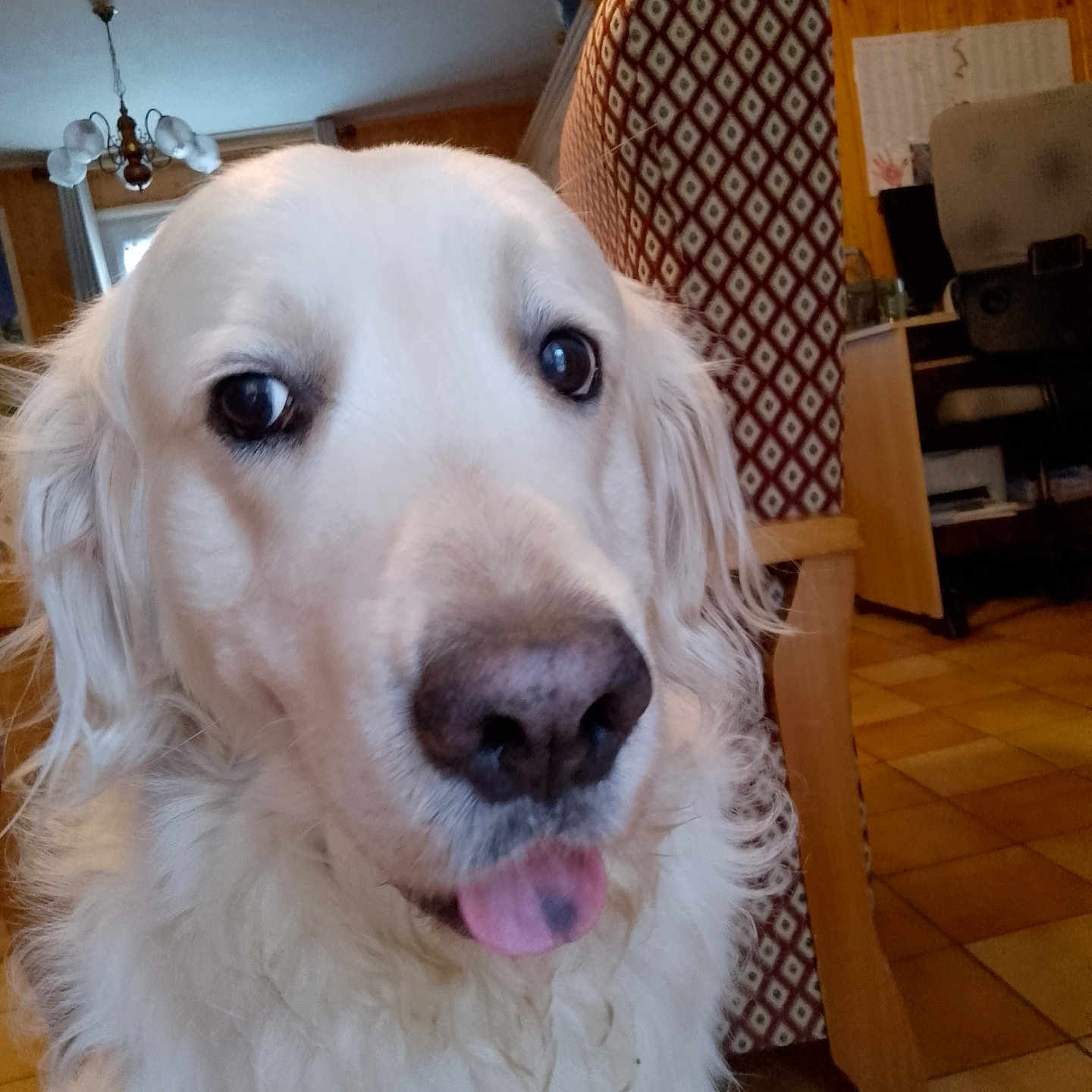 Poupi a rejoint le concours — aidez-le/la à gagner de superbes lots ! dog, white_dog, pet, indoor, close_up, tongue_out, fur, animal, cozy, furniture, patterned_chair, wood_paneling, floor_tiles, face, canine, cute, portrait, companion, domestic, friendly