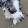 Aïko participe au concours pour gagner de l'argent avec cette photo : puppy, dog, close_up, blue_eyes, fur, nose, white, black, brown, outdoor, pet, young, canine, animal, cute, portrait, looking_away, blurred_background, floor, side_view