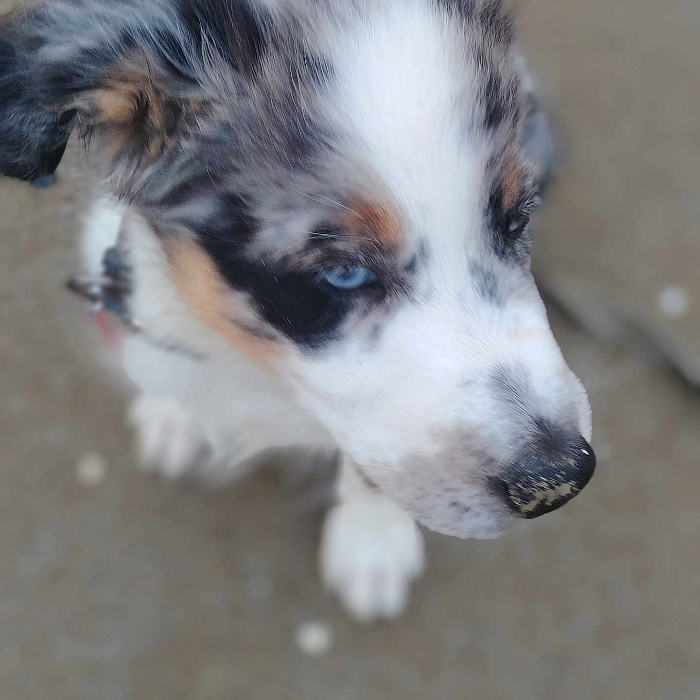 Aïko participe au concours pour gagner de l'argent avec cette photo : animal, black, blue_eyes, blurred_background, brown, canine, close_up, cute, dog, floor, fur, looking_away, nose, outdoor, pet, portrait, puppy, side_view, white, young