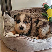 Aïko participe au concours pour gagner de l'argent avec cette photo : puppy, dog_bed, blue_eyes, plush_toy, tile_floor, indoor, cute, fluffy, pet, animal, resting, furry, young_dog, domestic, cozy, soft_bed, brown_and_white, black_spots, small, adorable