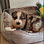 puppy, dog_bed, blue_eyes, plush_toy, tile_floor, indoor, cute, fluffy, pet, animal, resting, furry, young_dog, domestic, cozy, soft_bed, brown_and_white, black_spots, small, adorable