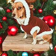 Maxis is registered to the contest to win money with this photo: dog, reindeer_costume, christmas, ornaments, pine_branches, wooden_platform, holiday, brown_coat, white_fur_trim, red_ornaments, gold_ornaments, blue_ornament, festive, pet, animal, cute, costume, sitting, indoors, seasonal