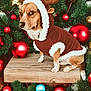 dog, reindeer_costume, christmas, ornaments, pine_branches, wooden_platform, holiday, brown_coat, white_fur_trim, red_ornaments, gold_ornaments, blue_ornament, festive, pet, animal, cute, costume, sitting, indoors, seasonal