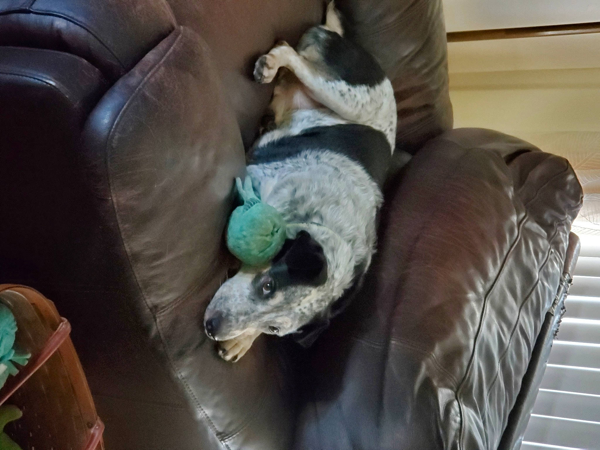 Madison joined the competition — help win amazing prizes! beak, bird, canidae, car_seat, car_seat_cover, carnivore, comfort, companion_dog, couch, dog_breed, feather, felidae, fur, linens, nap, room, sporting_group, stuffed_toy, terrestrial_animal, wing