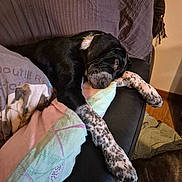 Arco participe au concours pour gagner de l'argent avec cette photo : dog, sleeping, couch, blanket, pillow, indoor, resting, black_and_white, spotted, pet, cozy, relaxed, fur, paw, home, animal, comfort, napping, legs, soft_lighting