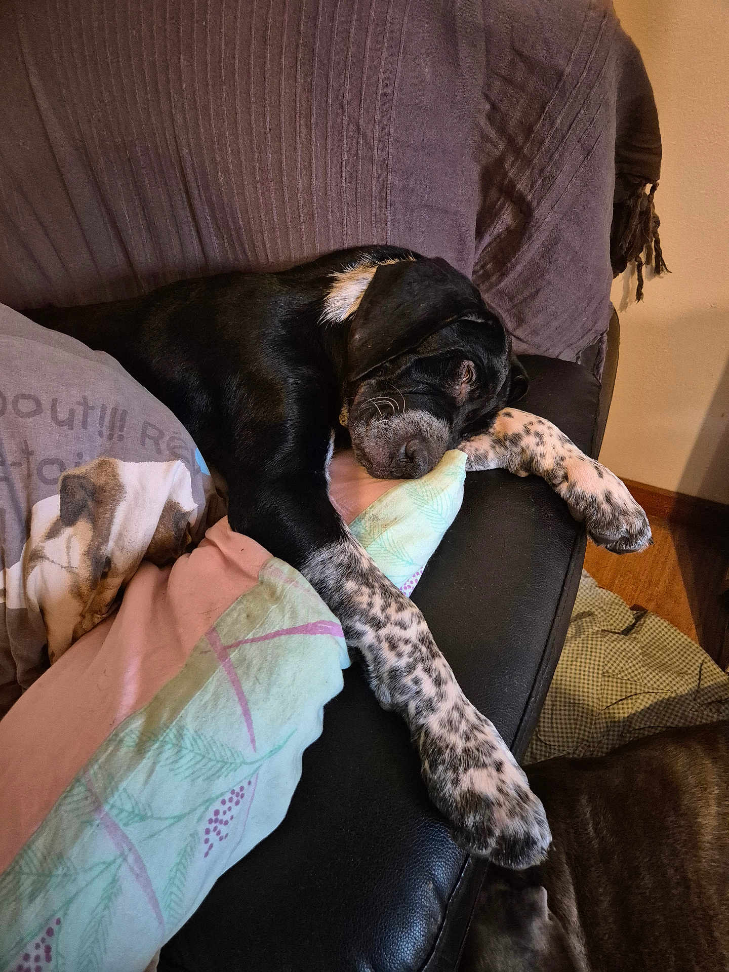 Arco participe au concours pour gagner de l'argent avec cette photo : dog, sleeping, couch, blanket, pillow, indoor, resting, black_and_white, spotted, pet, cozy, relaxed, fur, paw, home, animal, comfort, napping, legs, soft_lighting