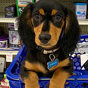 Frankie is registered to the contest to win money with this photo: animal, black_and_tan, collar, cute, dog, ears, eyes, fur, indoor, nose, paws, pet, pet_store, portrait, product, puppy, shelf, shopping_basket, tag, young_dog