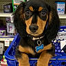 animal, black_and_tan, collar, cute, dog, ears, eyes, fur, indoor, nose, paws, pet, pet_store, portrait, product, puppy, shelf, shopping_basket, tag, young_dog