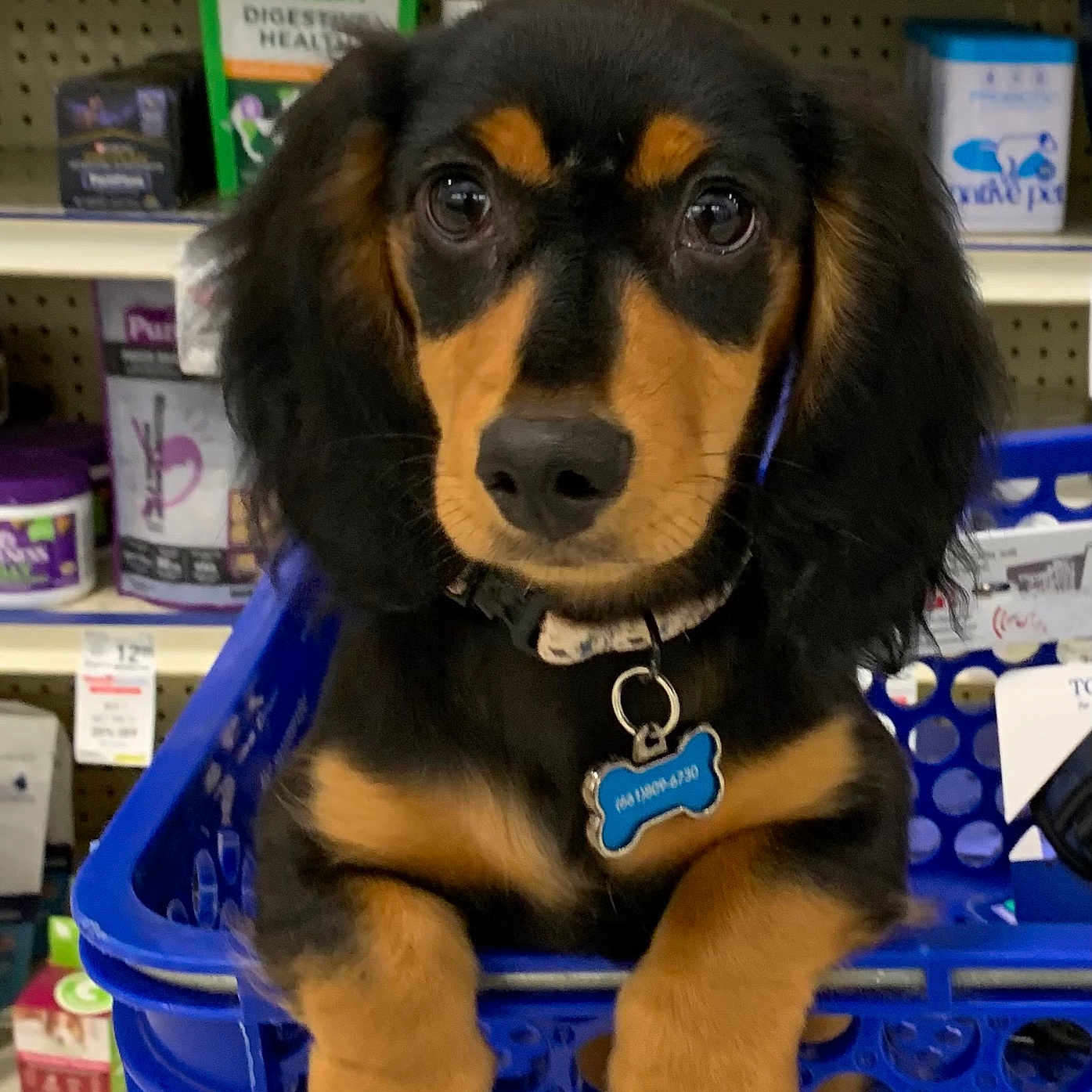 Frankie
