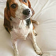 Clyde joined the competition — help win amazing prizes! beagle, dog, pet, bed, white_bed, pillow, indoor, looking_up, brown_and_white, tricolor, paws, nose, fur, ears, cute, portrait, close_up, curious, domestic_animal, cozy