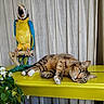 cat, tabby_cat, pet, animal, lying_down, relaxed, green_shelf, plush_parrot, parrot_toy, bird_toy, colorful, indoor, curtain, flowers, plant, whiskers, blue_wings, yellow, portrait, funny_pose