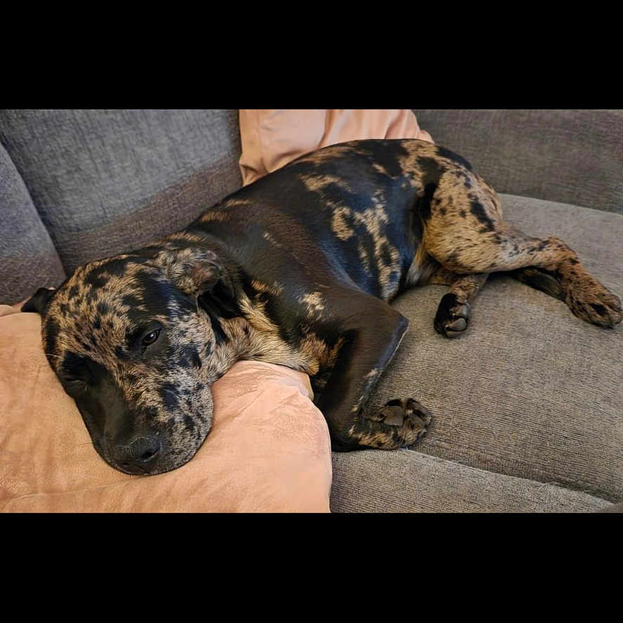 Hank joined the competition — help win amazing prizes! animal, architecture, building, canine, couch, cushion, dog, furniture, greatdane, homedecor, hound, indoors, interiordesign, livingroom, person, pet, pointer, puppy, room, sleeping