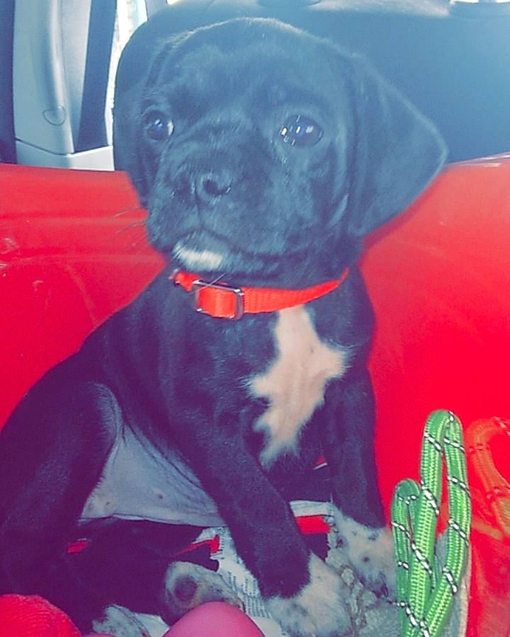 Bootsie joined the competition — help win amazing prizes! blue, borador, canidae, carnivore, collar, companion_dog, dog, dog_breed, dog_collar, electric_blue, fawn, fur, gun_dog, plant, red, snout, sporting_group, terrestrial_plant, whiskers, working_animal