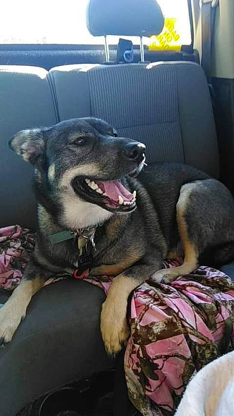 Annabelle is registered to the contest to win money with this photo: canidae, carnivore, collar, comfort, companion_dog, dog, dog_breed, dog_collar, fang, fawn, fur, guard_dog, non_sporting_group, snout, sporting_group, vehicle, whiskers, working_animal, working_dog