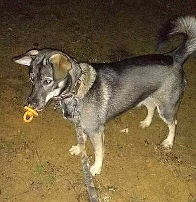 Annabelle is registered to the contest to win money with this photo: ancient_dog_breeds, canidae, carnivore, dog, dog_breed, hunting_dog, pet_supply, soil, sporting_group, tail, terrestrial_animal, working_animal, working_dog