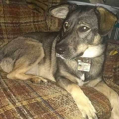 Annabelle is registered to the contest to win money with this photo: canidae, carnivore, comfort, companion_dog, dog, dog_breed, fawn, fur, guard_dog, monochrome_photography, puppy, sitting, snout, sporting_group, street_dog, terrestrial_animal, whiskers, wood, working_animal, working_dog