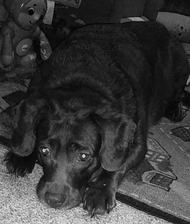 Coco joined the competition — help win amazing prizes! black, black_and_white, carnivore, companion_dog, dog, dog_breed, ear, fur, grey, liver, mammal, monochrome, monochrome_photography, retriever, spaniel, style, vertebrate, whiskers, white, working_animal