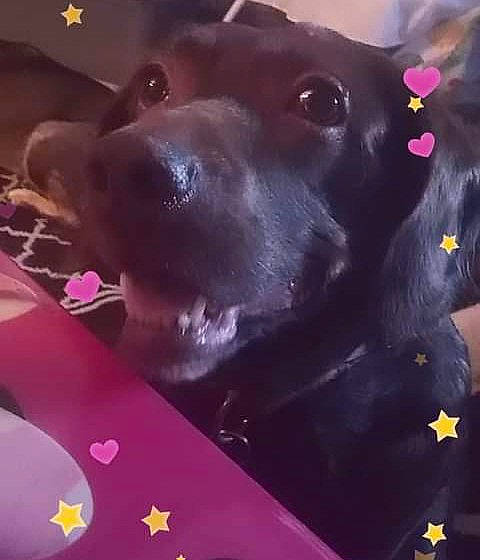 Coco is registered to the contest to win money with this photo: canidae, carnivore, cloud, companion_dog, dog, dog_breed, dog_collar, ear, electric_blue, fawn, happy, magenta, purple, selfie, sky, snout, sporting_group, square, whiskers, working_animal