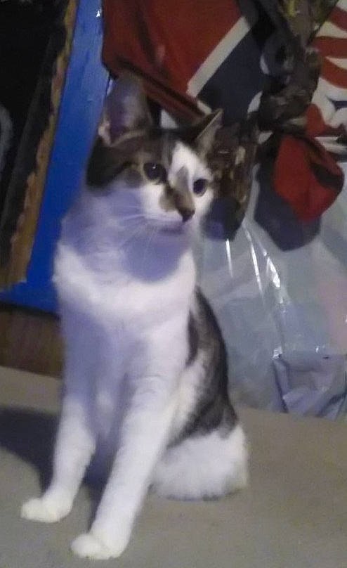 Cuddles joined the competition — help win amazing prizes! carnivore, cat, claw, comfort, domestic_short_haired_cat, felidae, fur, leg, paw, photo_caption, small_to_medium_sized_cats, snout, tail, terrestrial_animal, whiskers