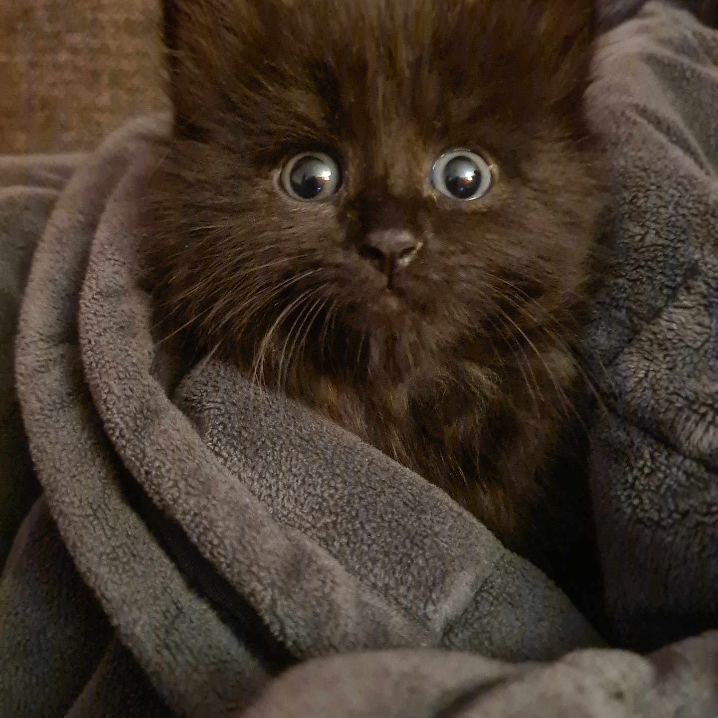 Khanoucha a rejoint le concours — aidez-le/la à gagner de superbes lots ! animal, blanket, cat, couch, furniture, homedecor, kitten, linen, manx, pet, quilt, towel