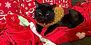 Burt is registered to the contest to win money with this photo: cat, black_cat, sweater, blanket, red_blanket, holiday_theme, snowflake_pattern, couch, cozy, indoor, pet, fur, animal, resting, warm, comfortable, domestic_animal, feline, cute, relaxed