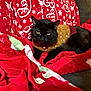 cat, black_cat, sweater, blanket, red_blanket, holiday_theme, snowflake_pattern, couch, cozy, indoor, pet, fur, animal, resting, warm, comfortable, domestic_animal, feline, cute, relaxed